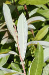 Prairie willow